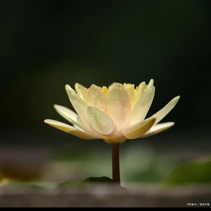 王𝓦𝓪𝓷𝓰 ᥫᩣ