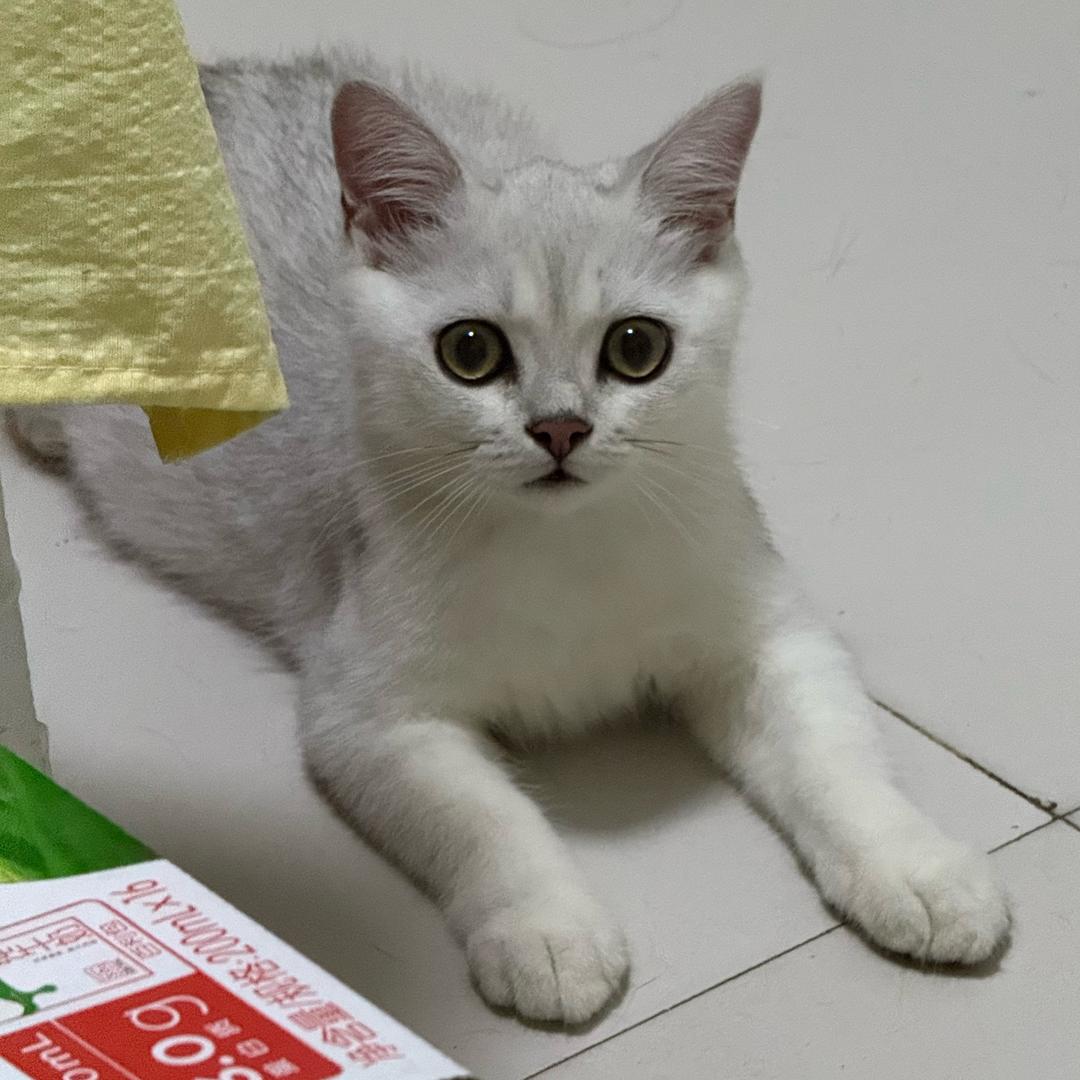 小黑and多多🐱
