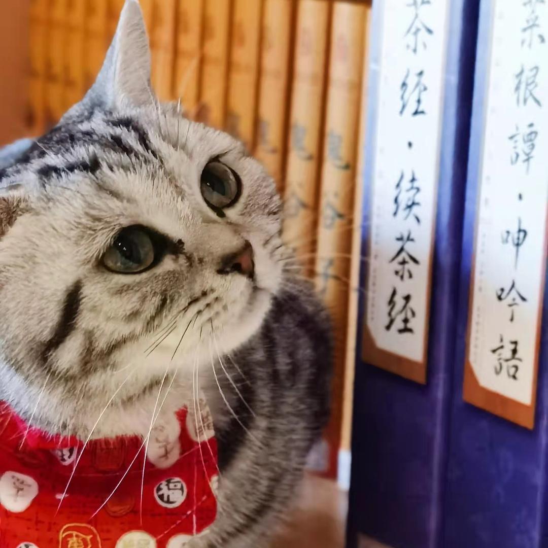 T小姐的小蜜