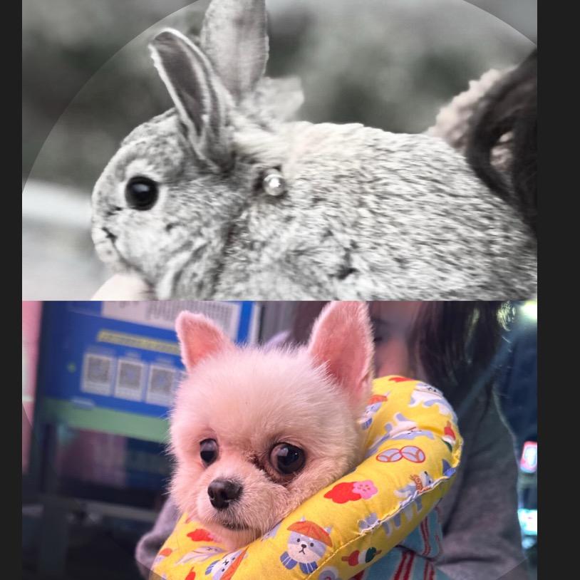 蛋蛋兔宝