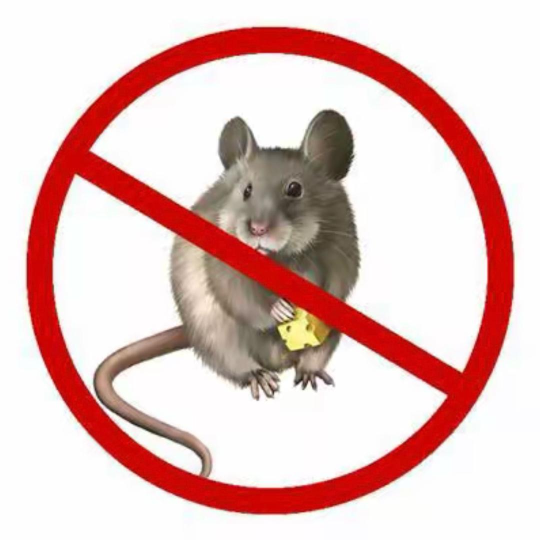 粘鼠板工厂严选