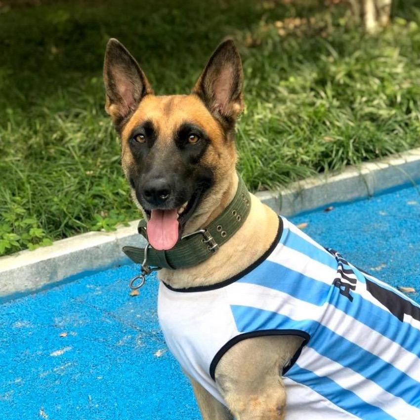 马犬妞妞
