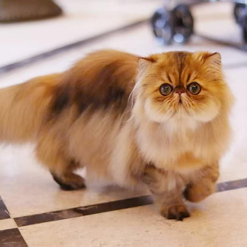 不太正经的繁育人