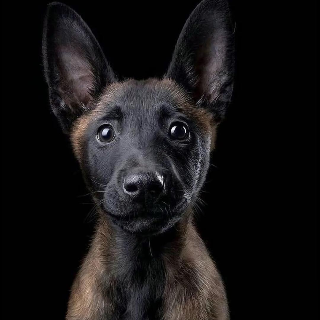 马哥养犬