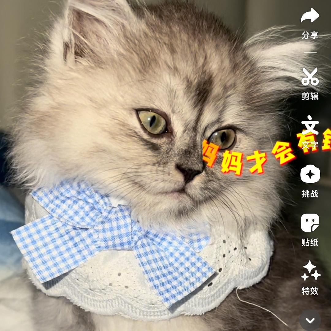 钱多多是只猫