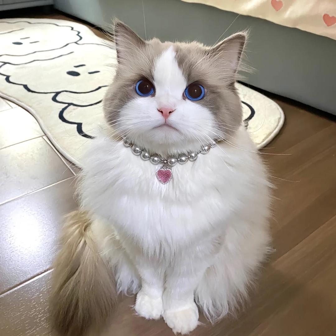 小听老师护理