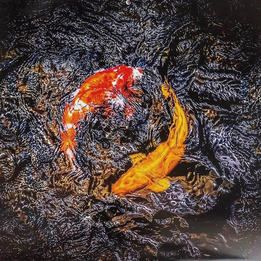 许愿锦鲤观赏鱼