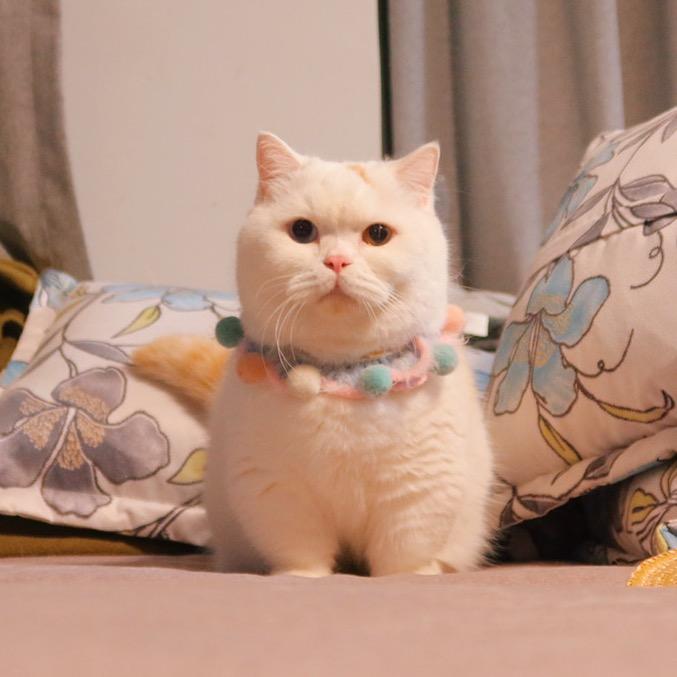 猫胖
