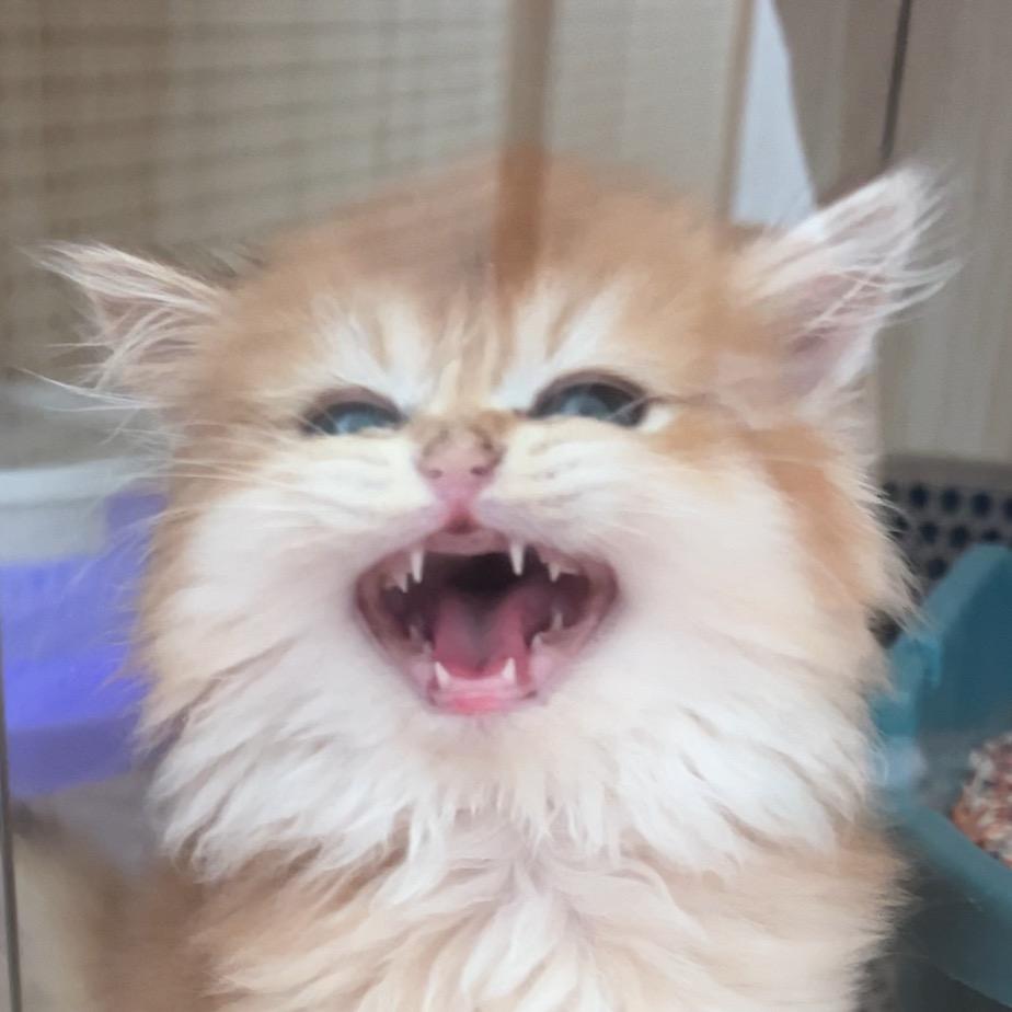 齐暖心