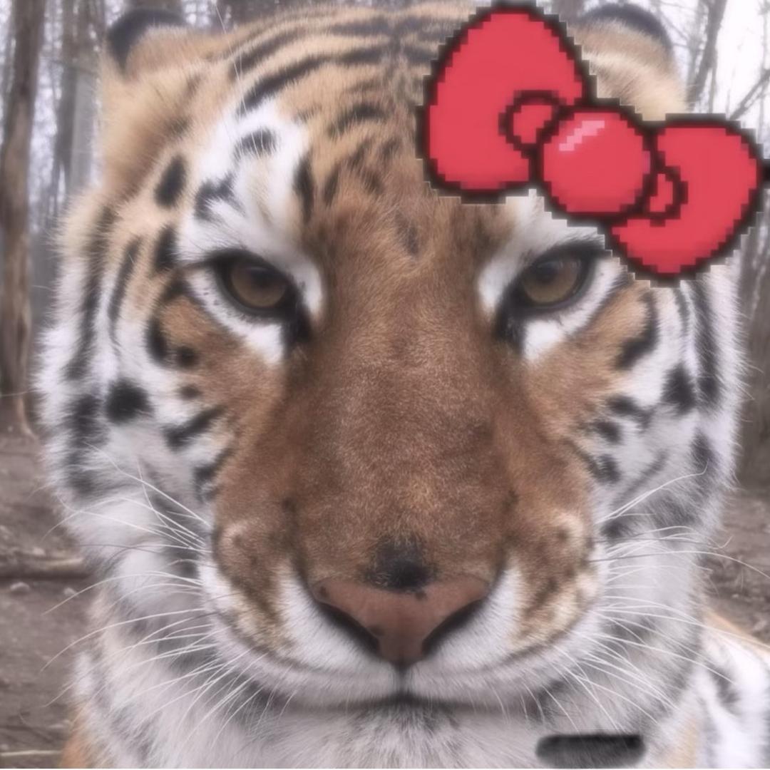 老虍