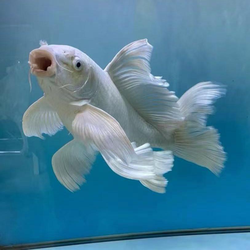水中仙子蝴蝶鲤