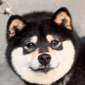 雲豆莊豆柴犬舍（昆明）