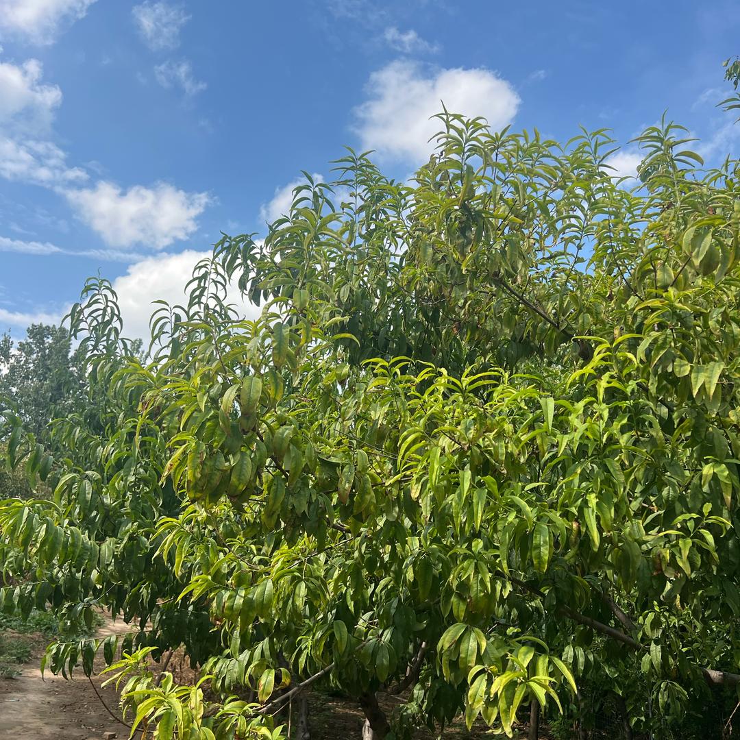 华姐聊农业（商品在橱窗）
