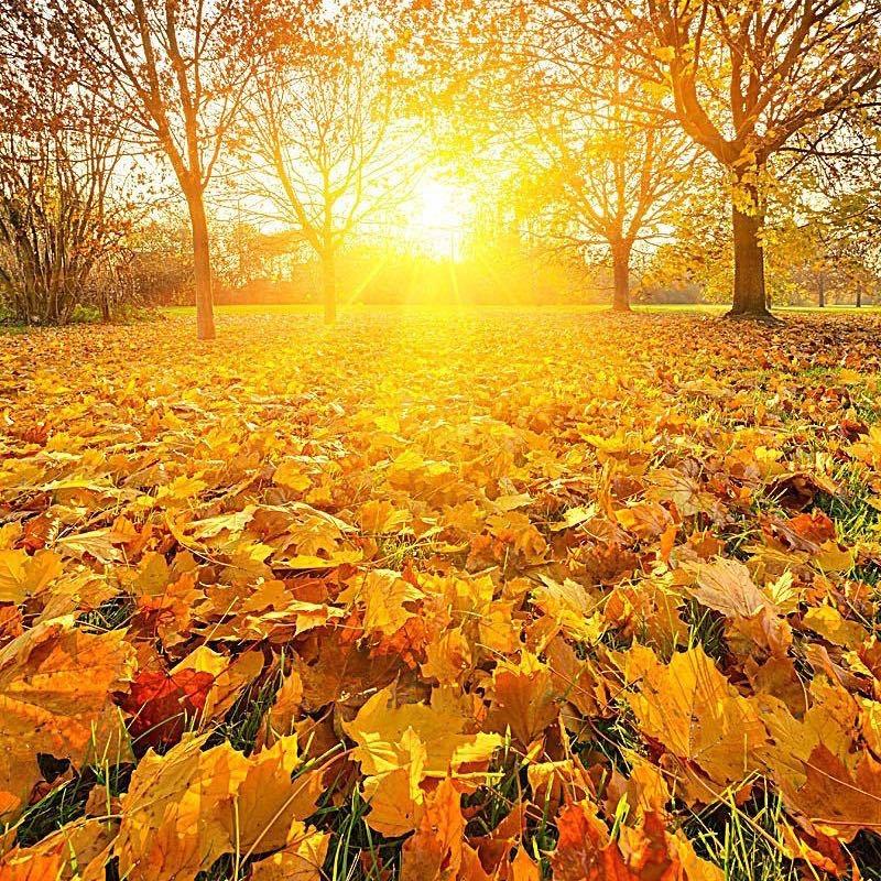 善缘👑悟心《四》