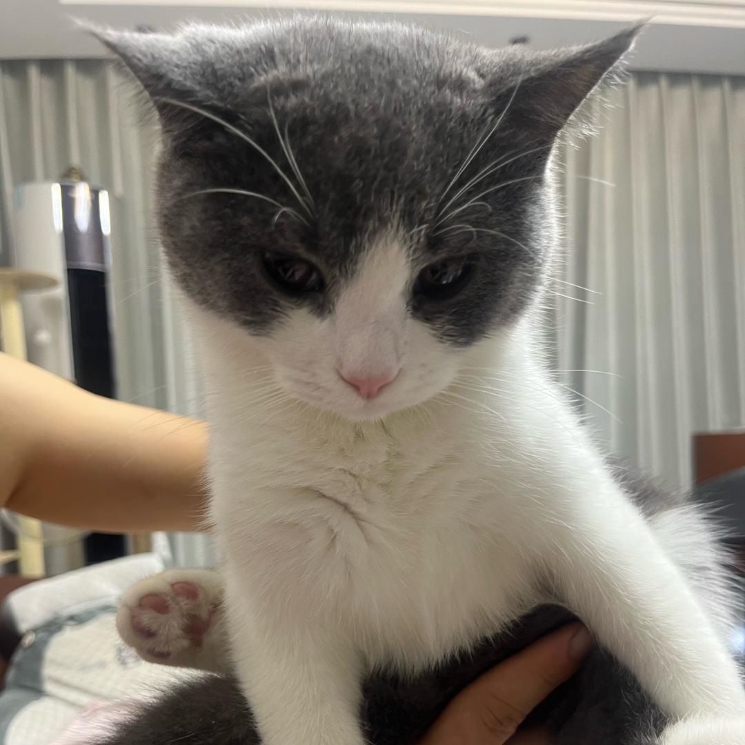 汤圆是只猪