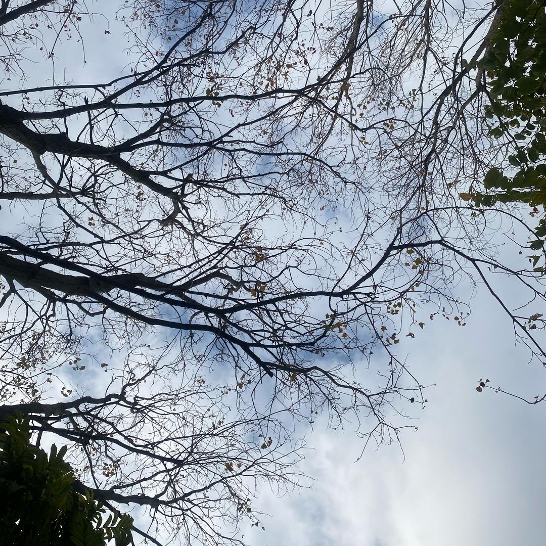 央姐姐🌻