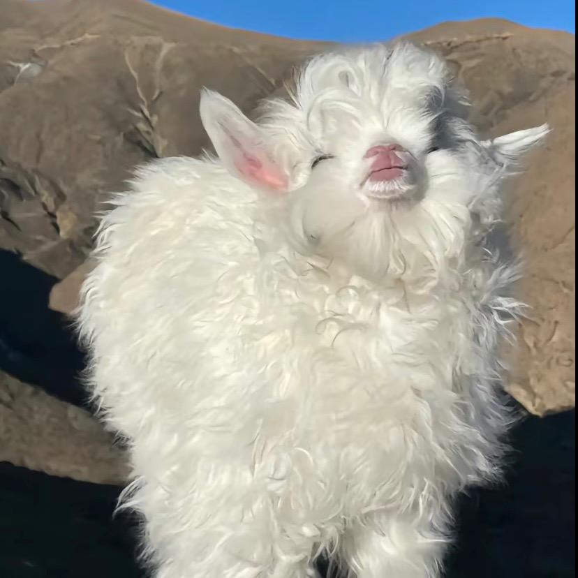 āōēA🐑