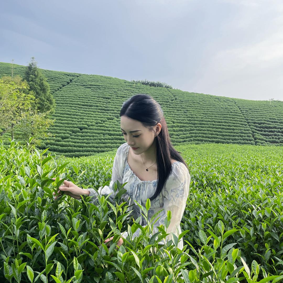 梳羽白安吉白茶