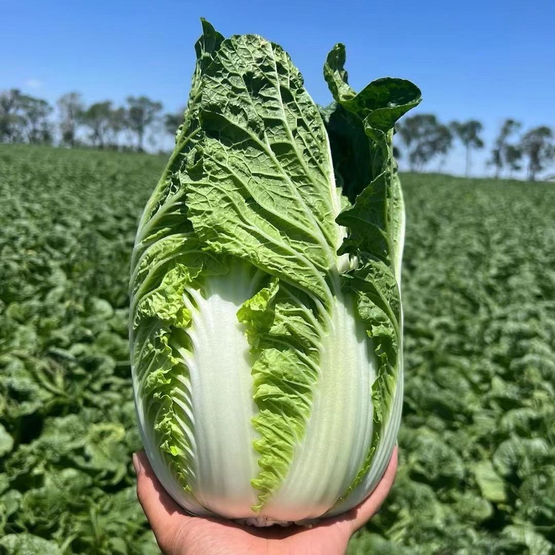 精品蔬菜代购代销