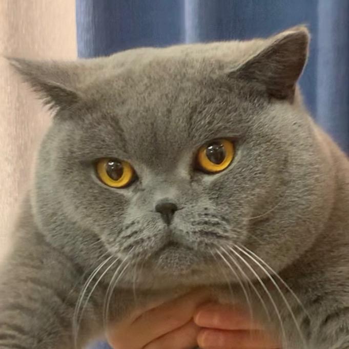 土豆是只胖呆猫