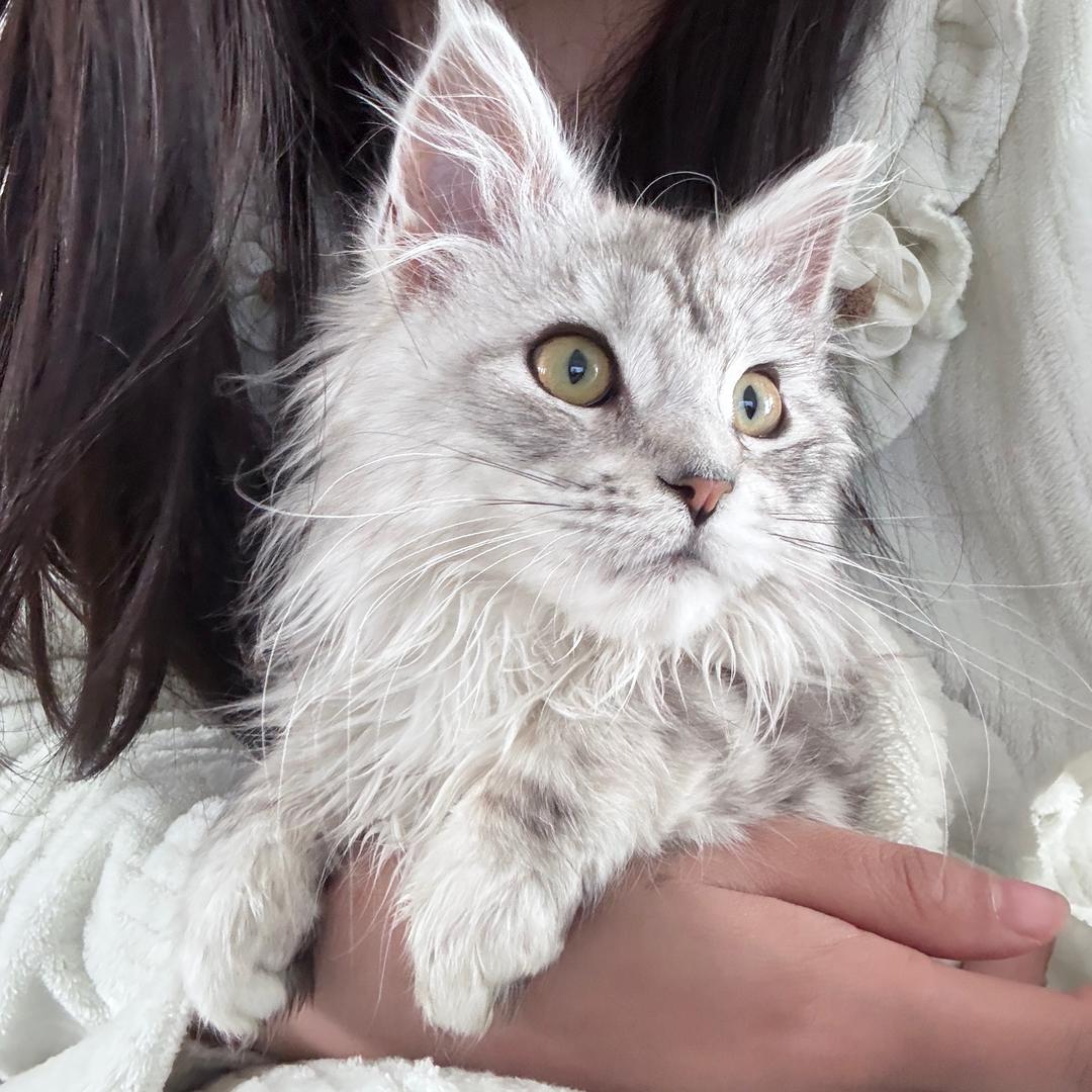 欢欢公主_