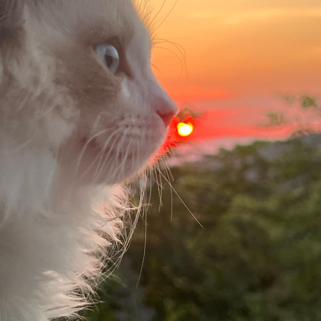 风情俊