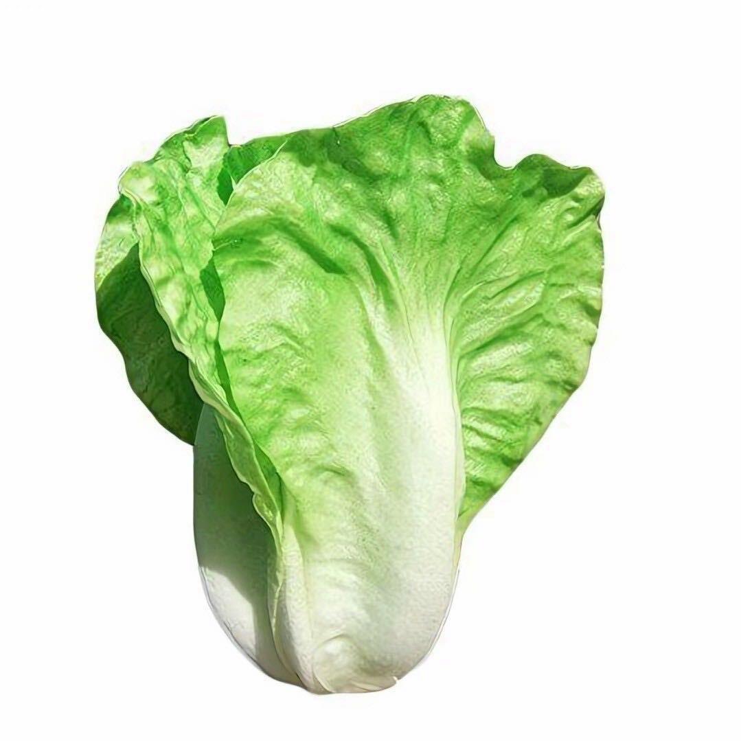 大白菜