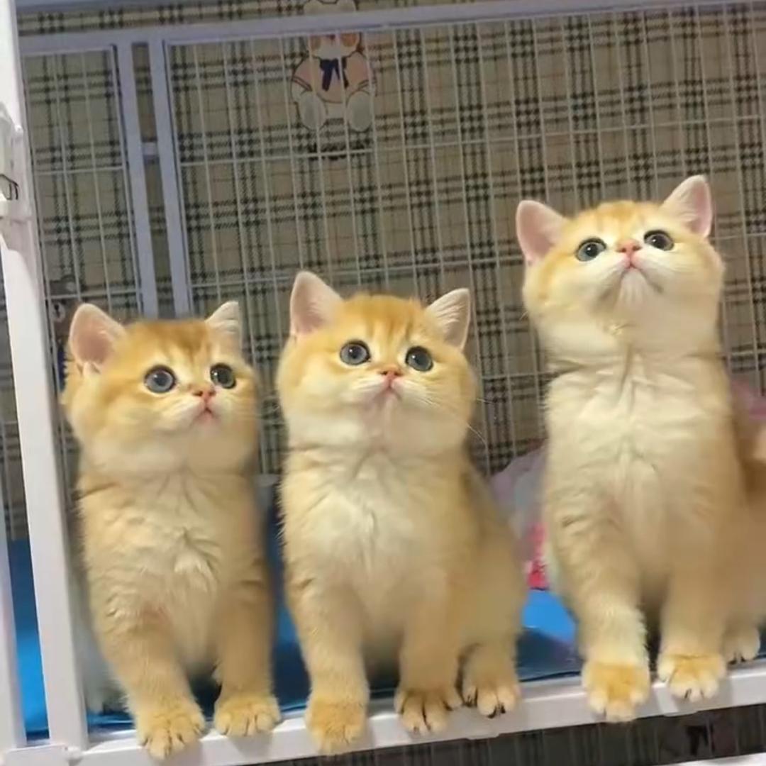 云熙