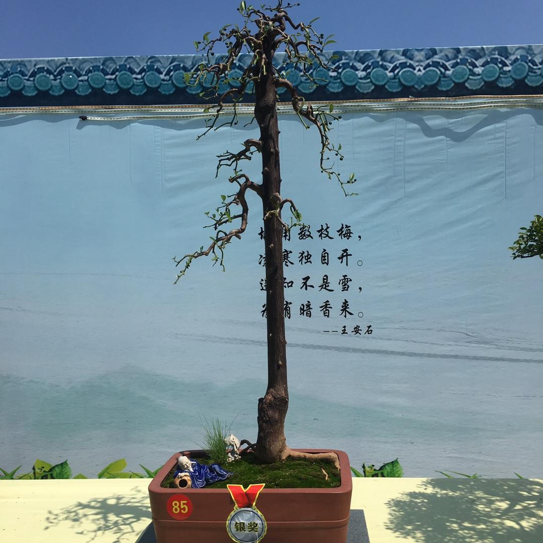 Cmz盆景造型设计