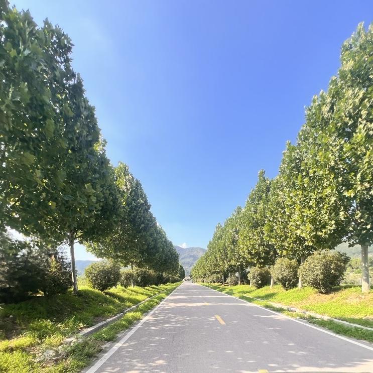 泰山和美乡村小院