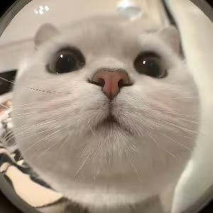 我是ZBA