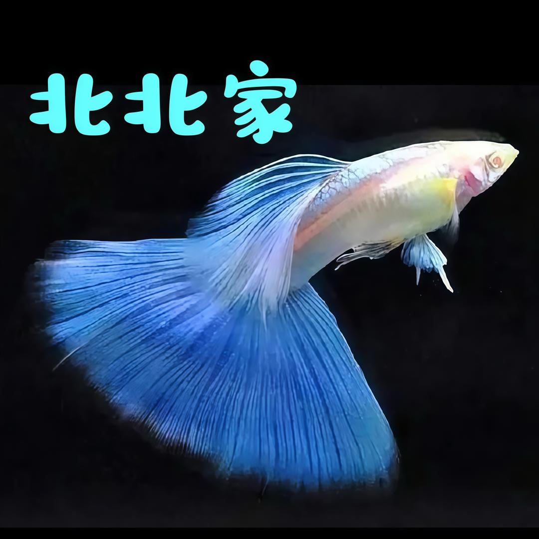 北北家精品孔雀鱼