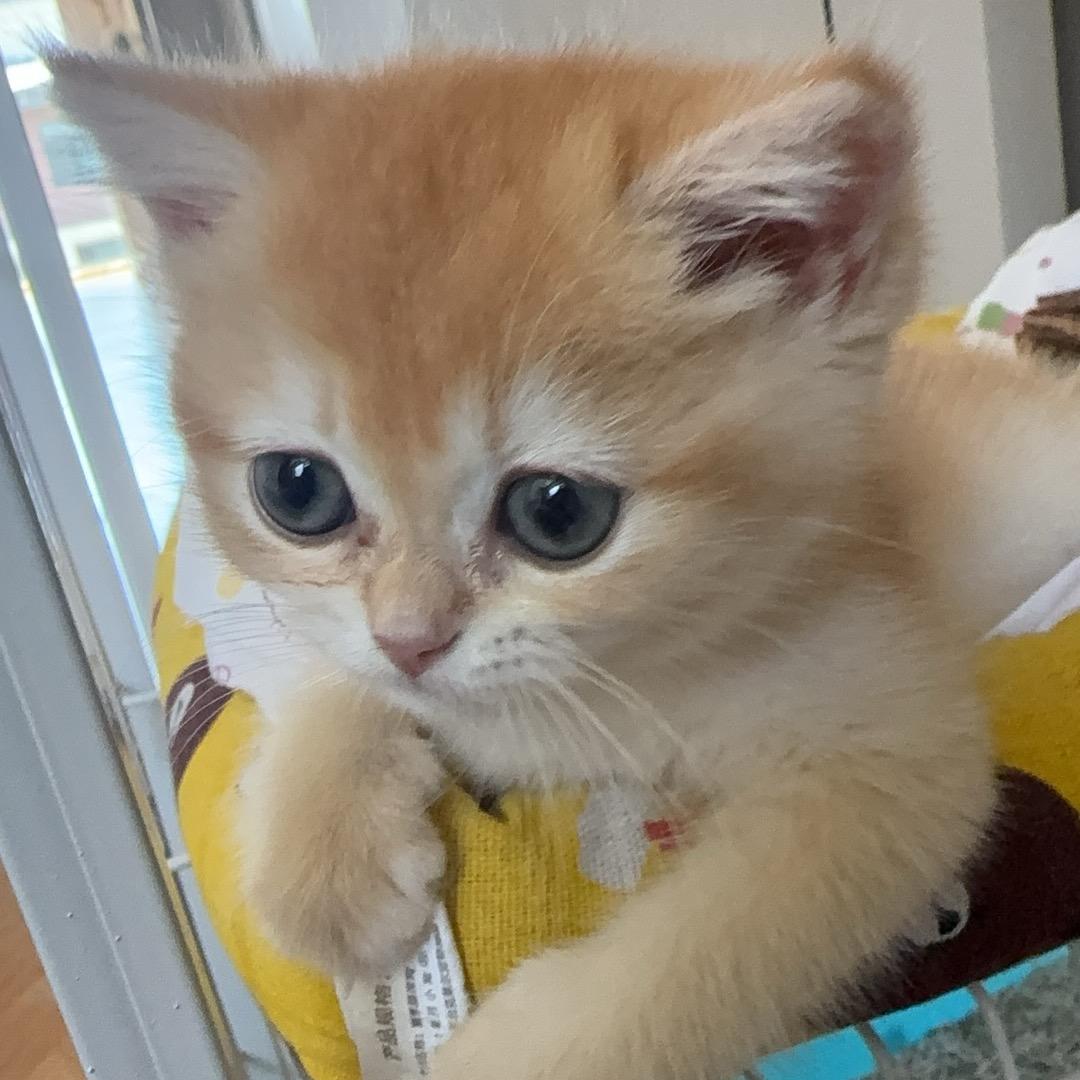 一只喵🐱