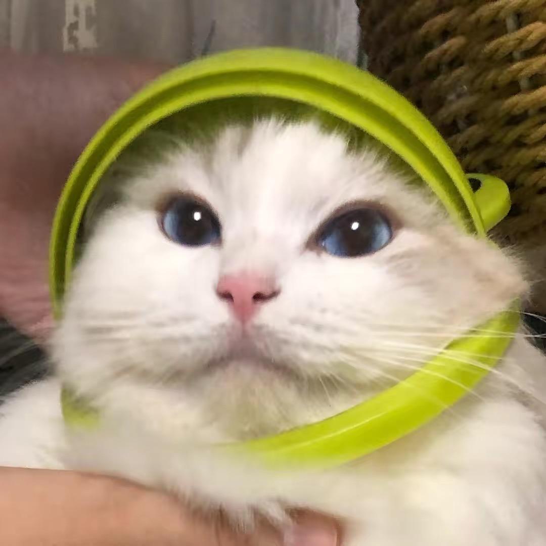 6崽