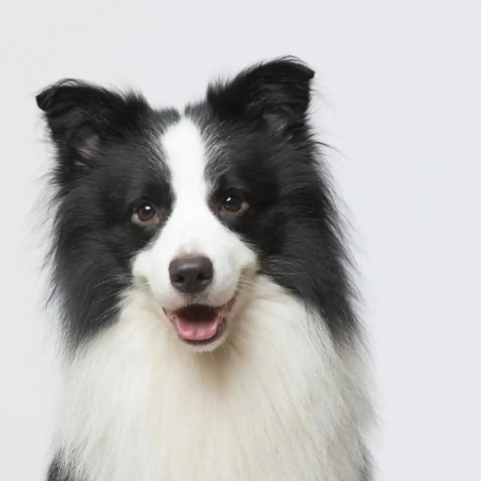 CKU臻宠爱犬舍(边牧犬舍）