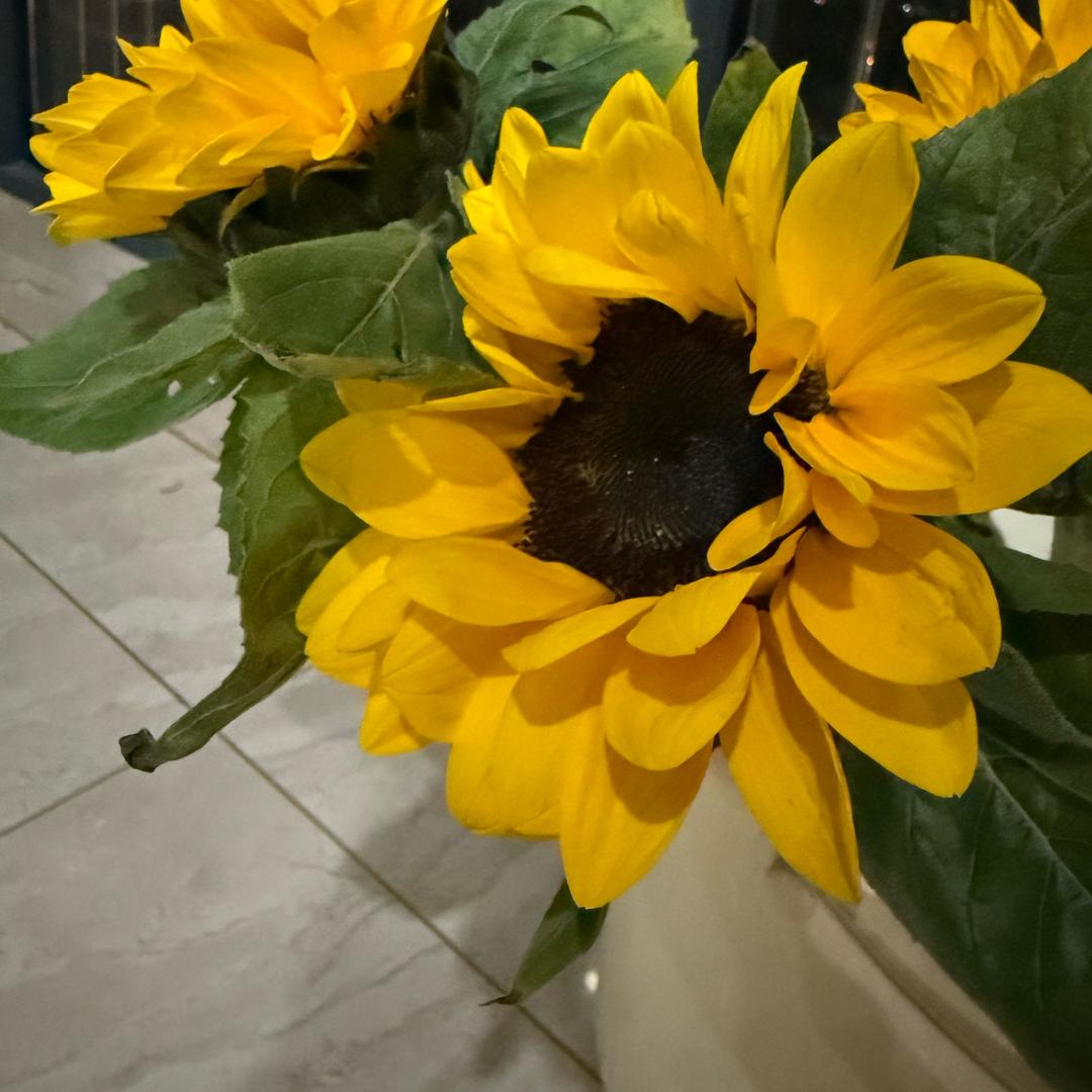 向日葵🌻@抖音
