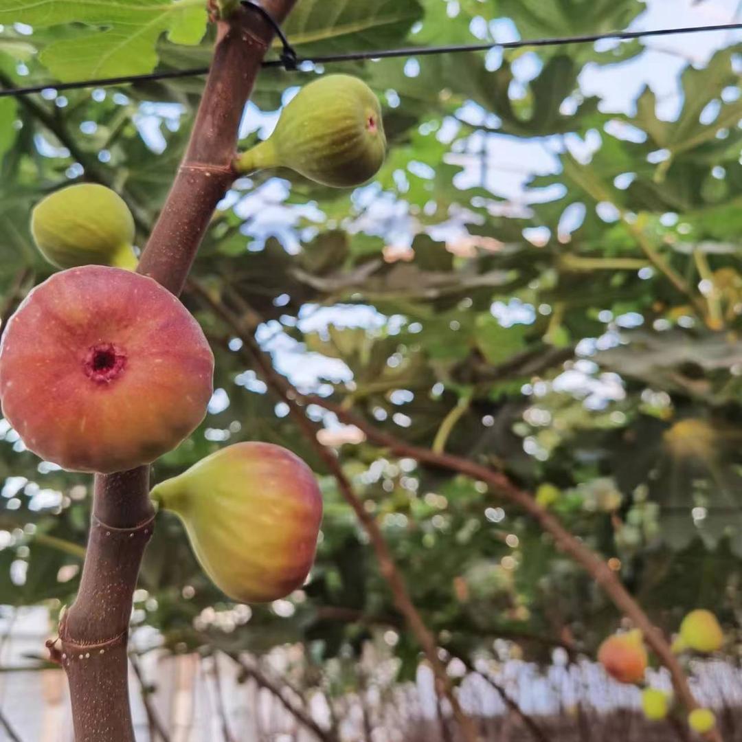 诺景苏之诺园艺专卖店