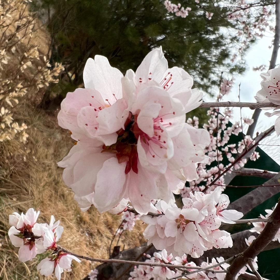 白玉兰