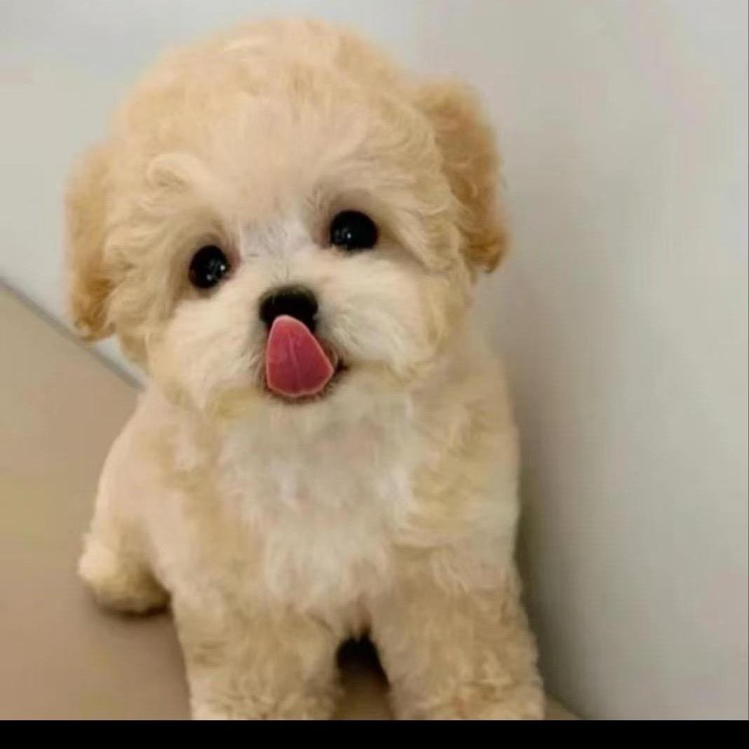 广东睿宠犬舍5️⃣号