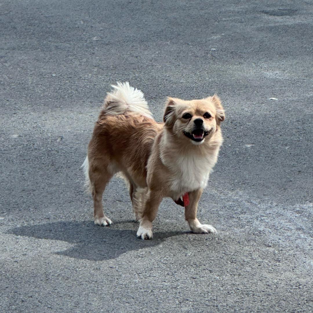 杏仁