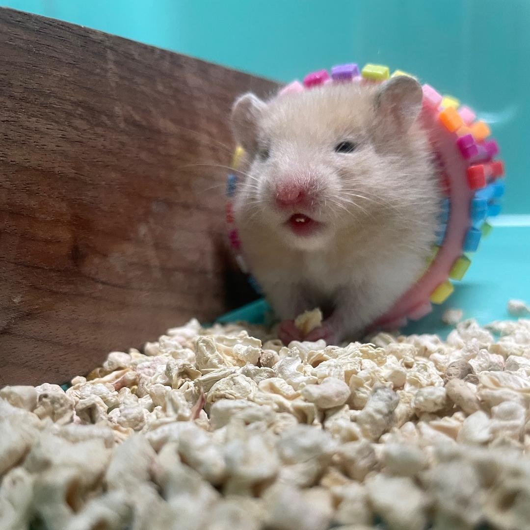 小熊饼干🐹