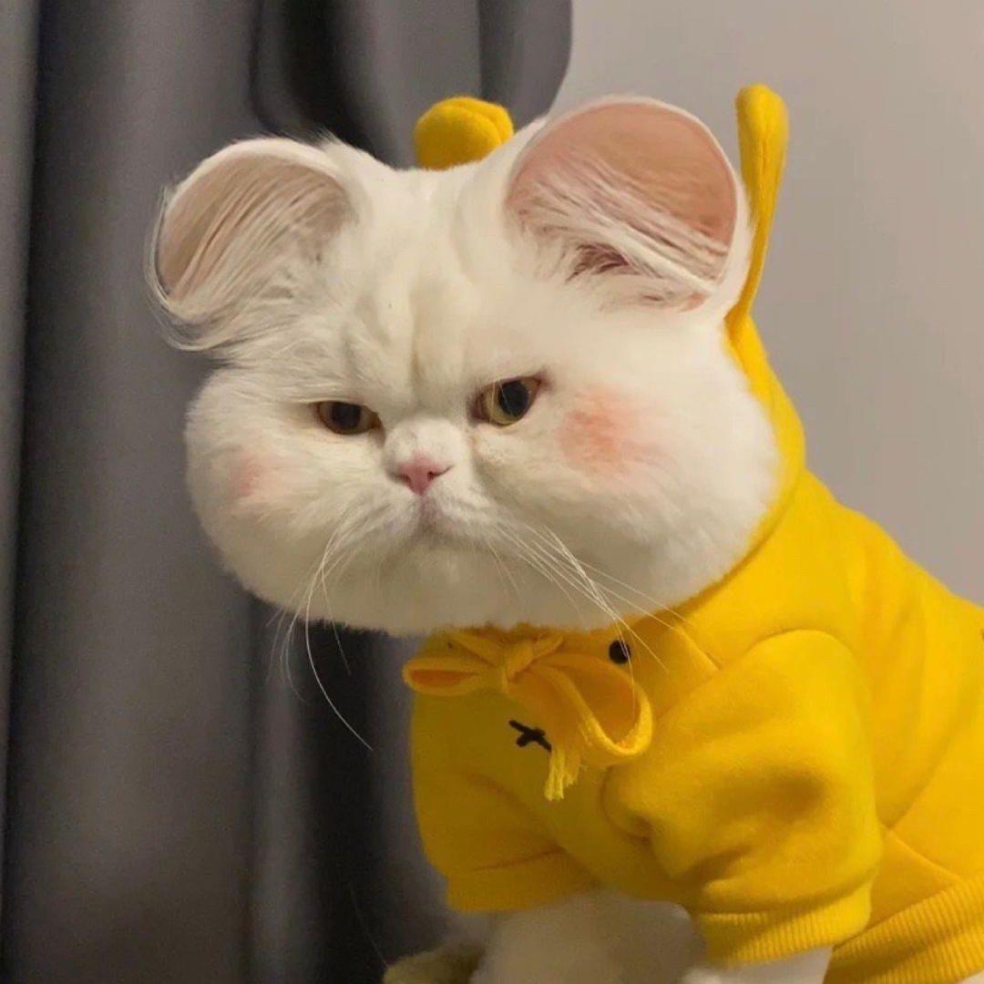 🌈猫七姑娘头像