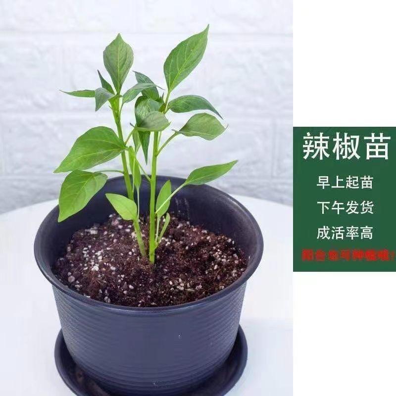 缤纷果蔬苗