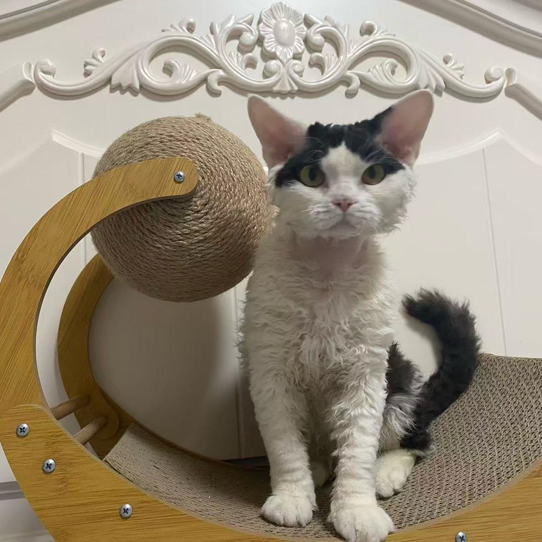 糙人德文卷毛猫