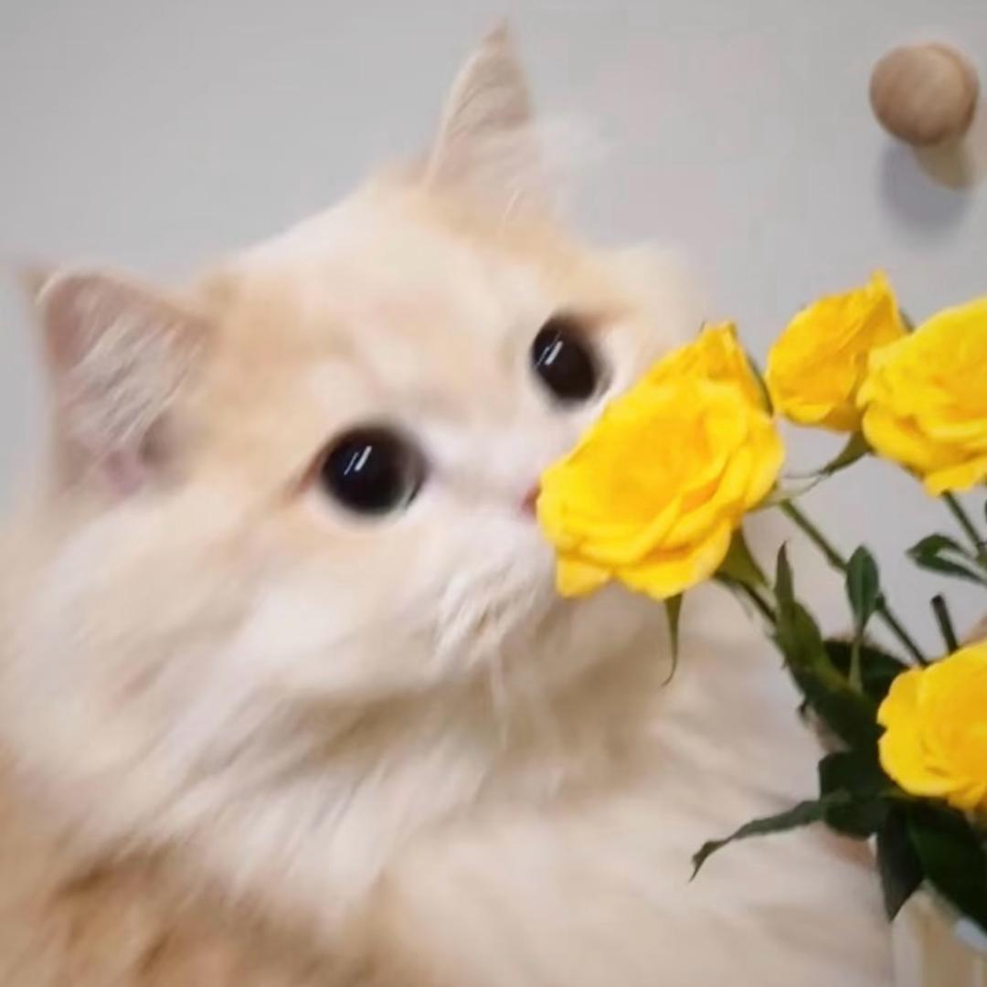 荔枝糖🍬