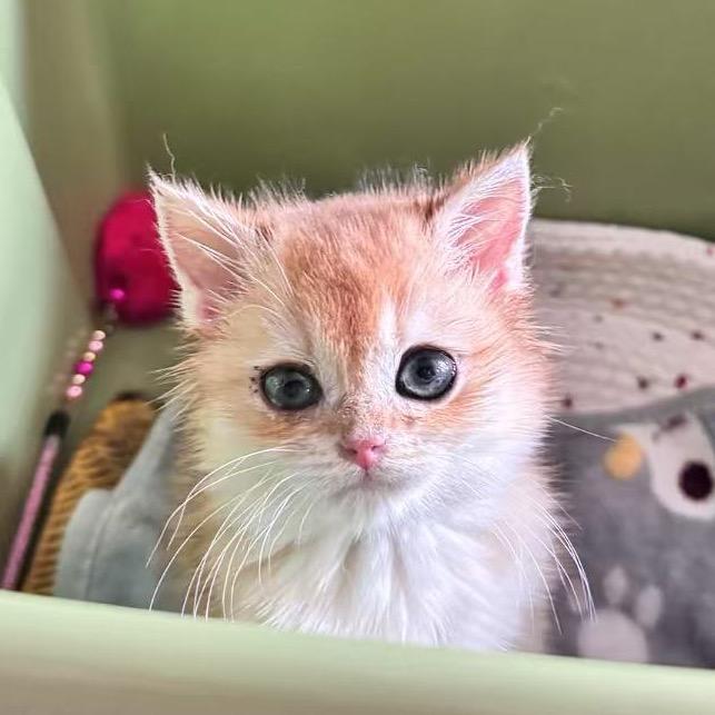 小梅🧊
