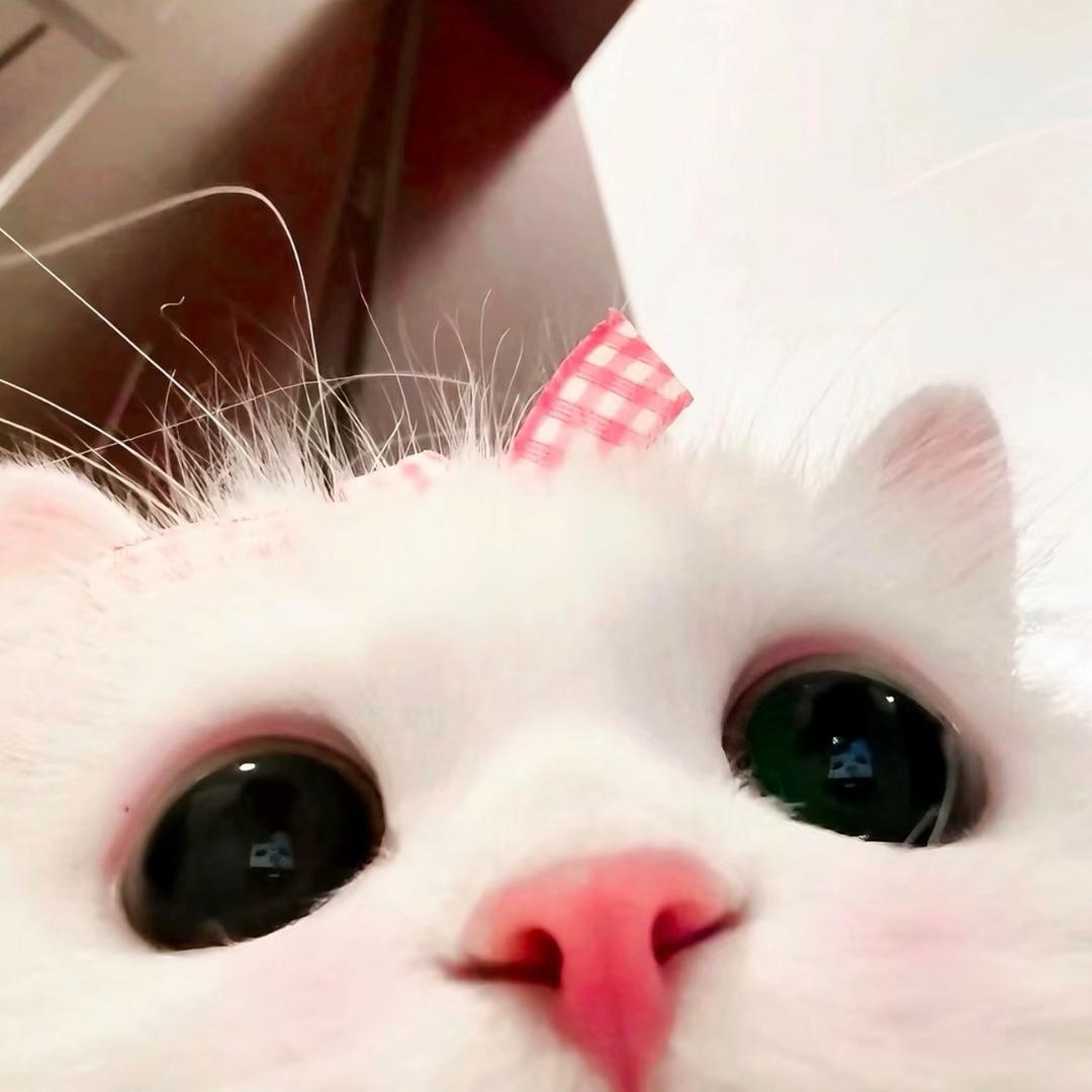 道上都叫我大小姐