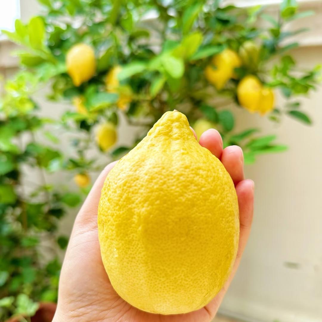 柚萝双俊果树苗木专卖店