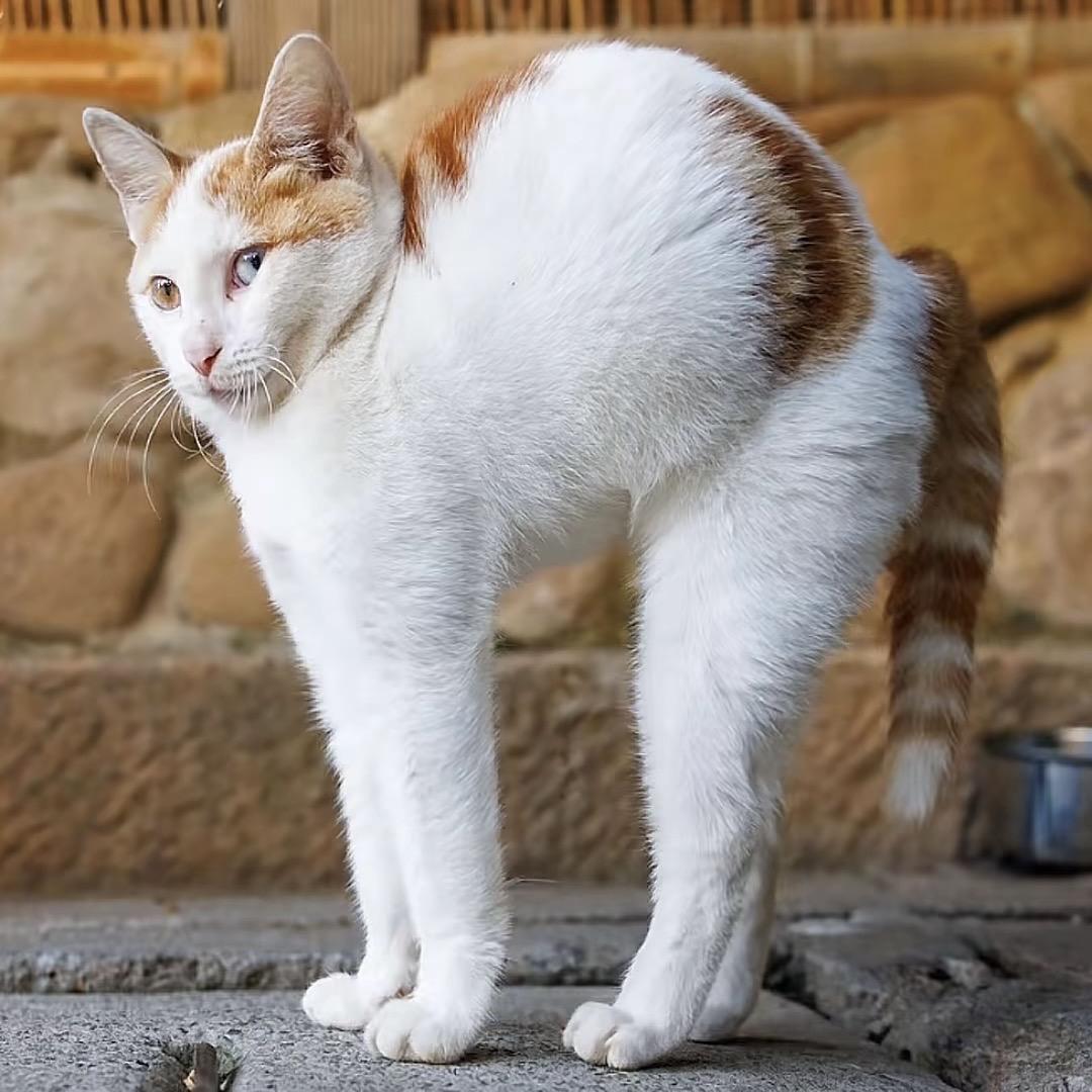 待会去码头整点薯条