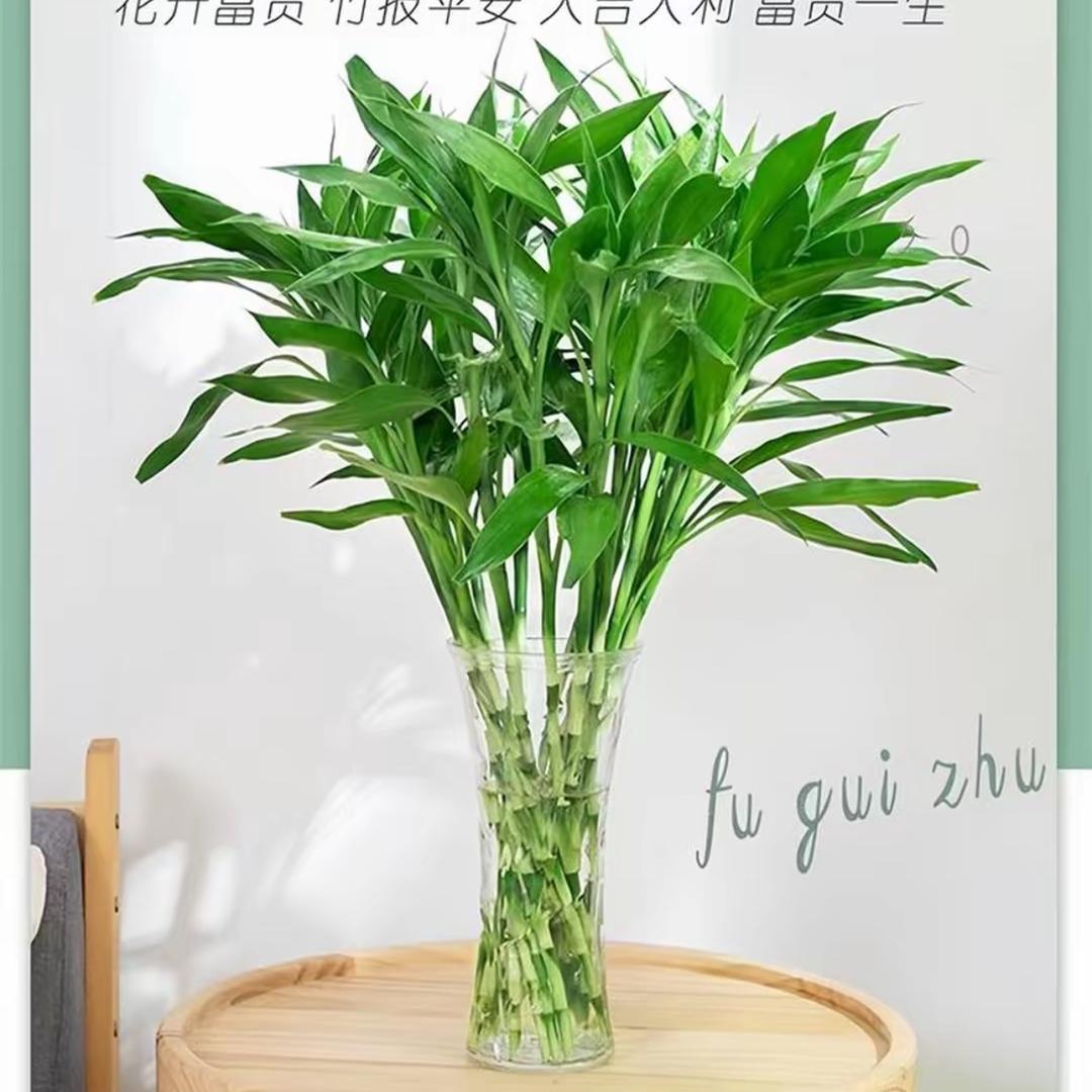 海南富贵竹基地